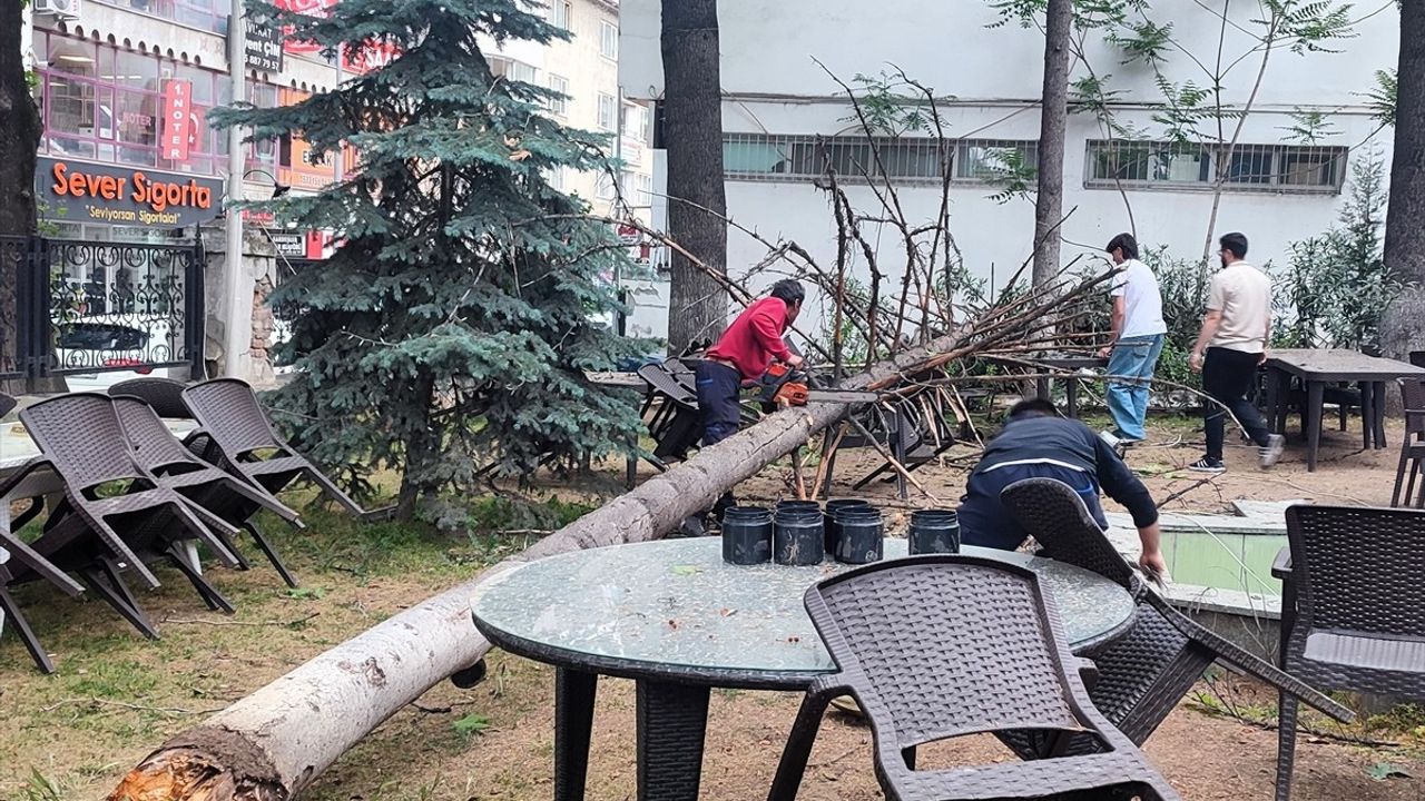 Fırtına Bilecik'te Ağaç Devrildi: Kafenin Bahçesine Düşen Çam