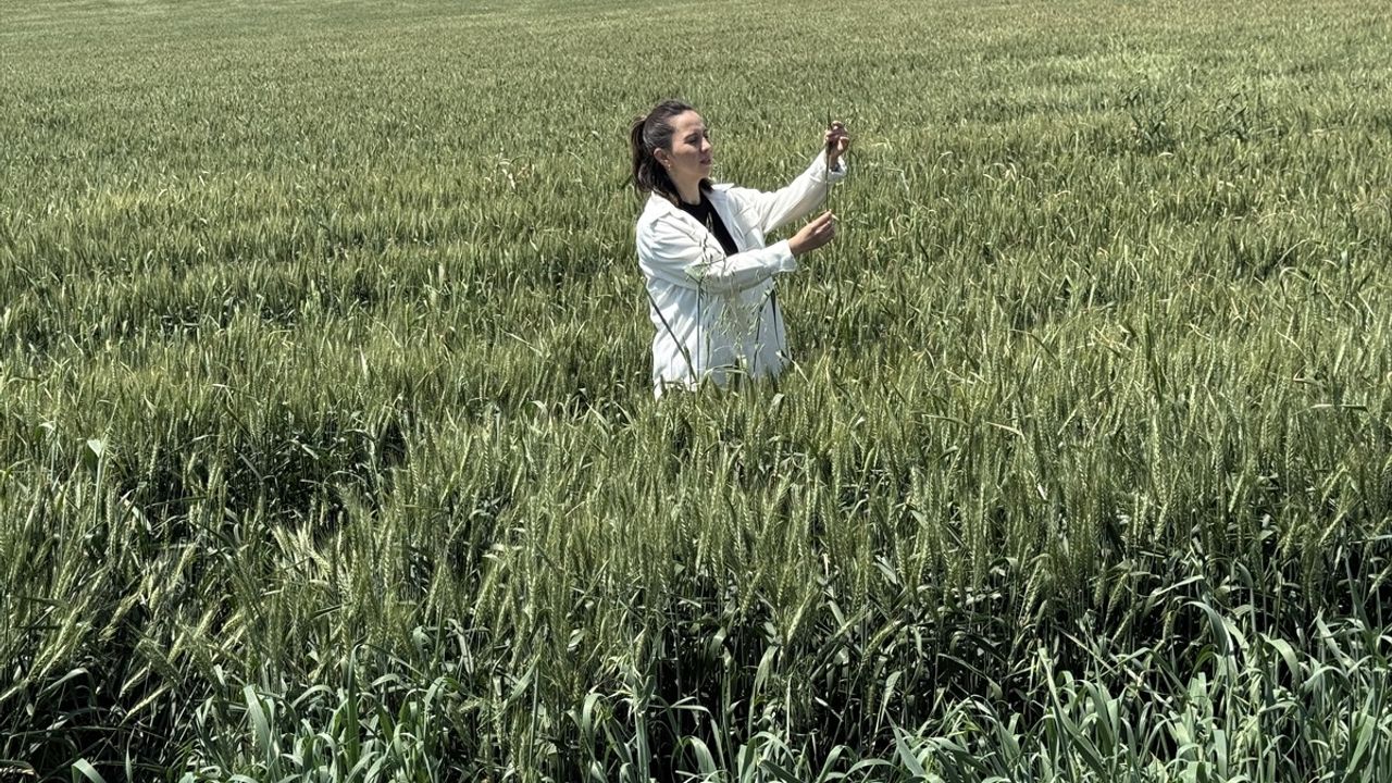 Genç Çiftçi Esra Özder Çakmak, Yapay Zeka ile Tarımda Kaliteyi Artırıyor