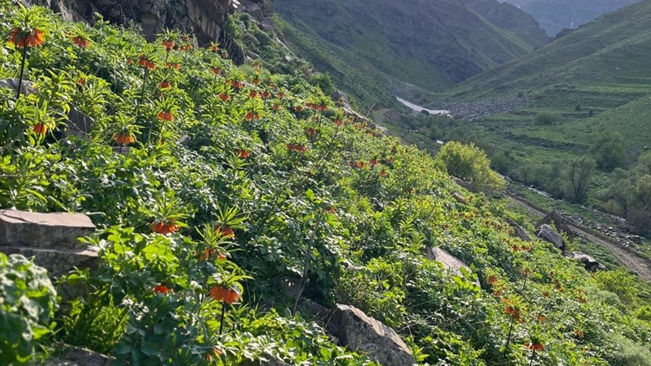 Hakkari'de Ters Lalelerin Koruma Altında