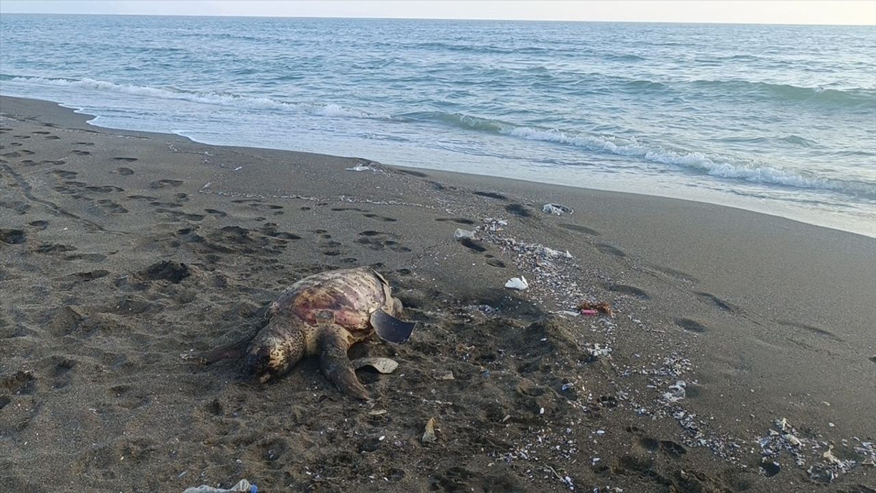 Hatay'da Ölü Caretta Caretta Bulundu