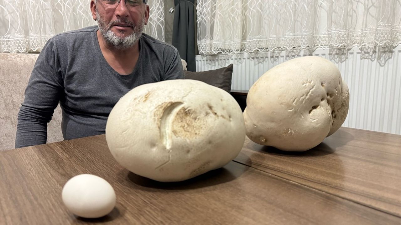 Isparta'da Doğaseverin Bulduğu Dev Mantarlar