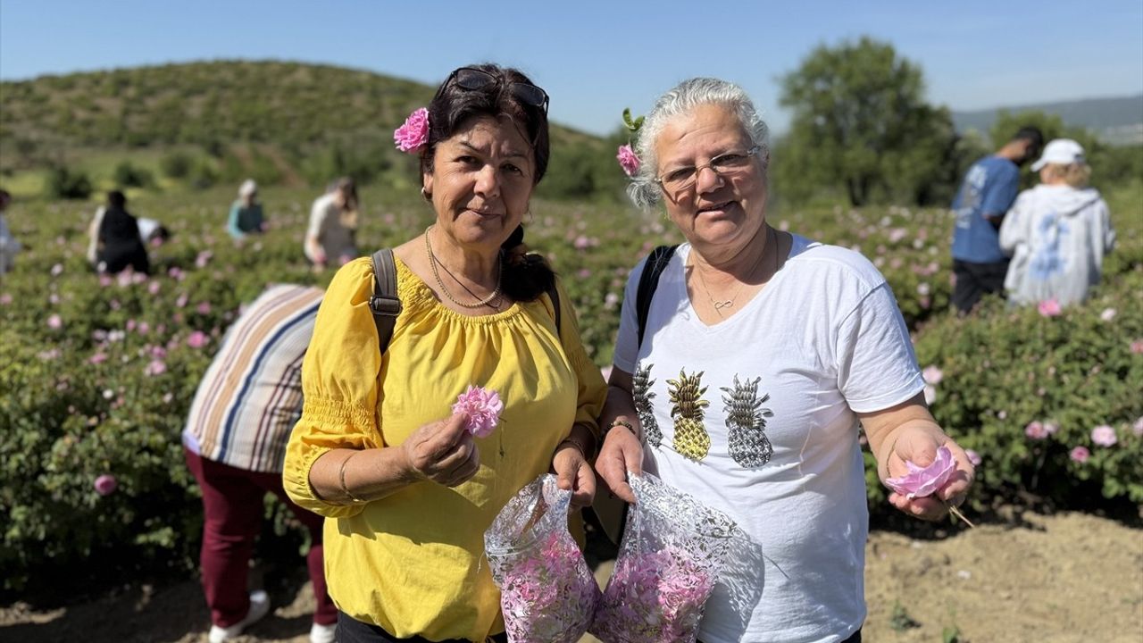 Isparta'da Gül Hasadı Başladı