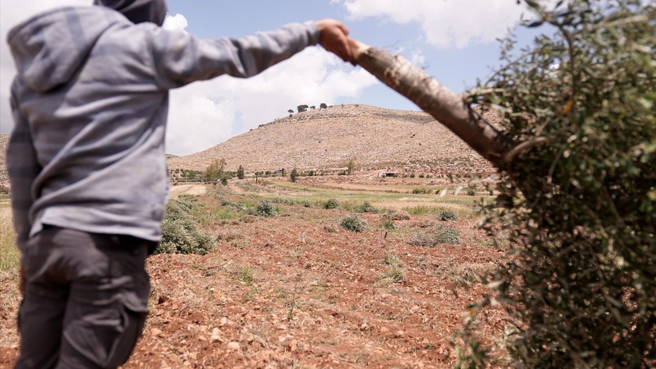 İsrail'in Batı Şeria'daki Zeytin Ağaçlarına Saldırısı