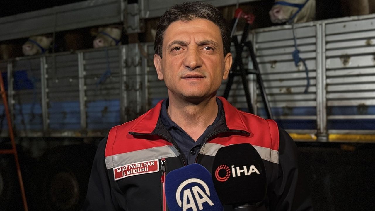 İstanbul'a Kurbanlık Hayvan Girişleri Başladı