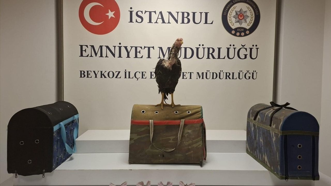 İstanbul'da Horoz Dövüşü Operasyonu: 21 Kişiye Büyük Ceza