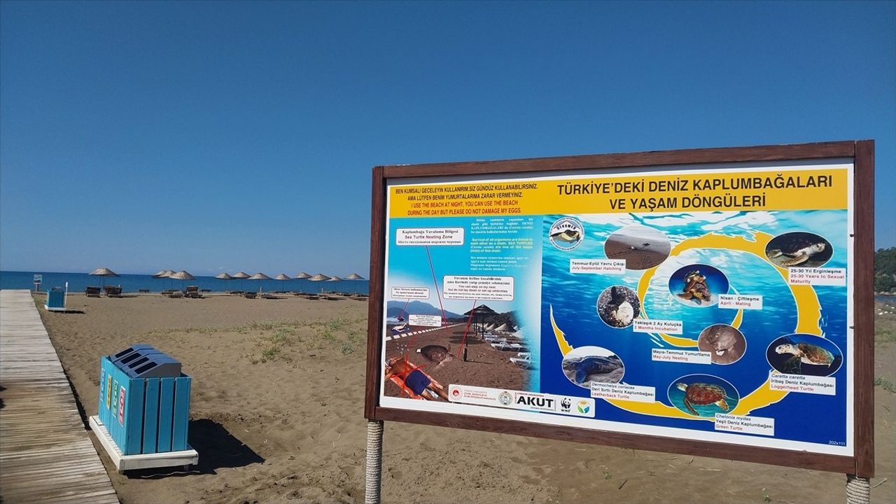 İztuzu Plajı'nda Caretta Caretta Yuvaları Artıyor