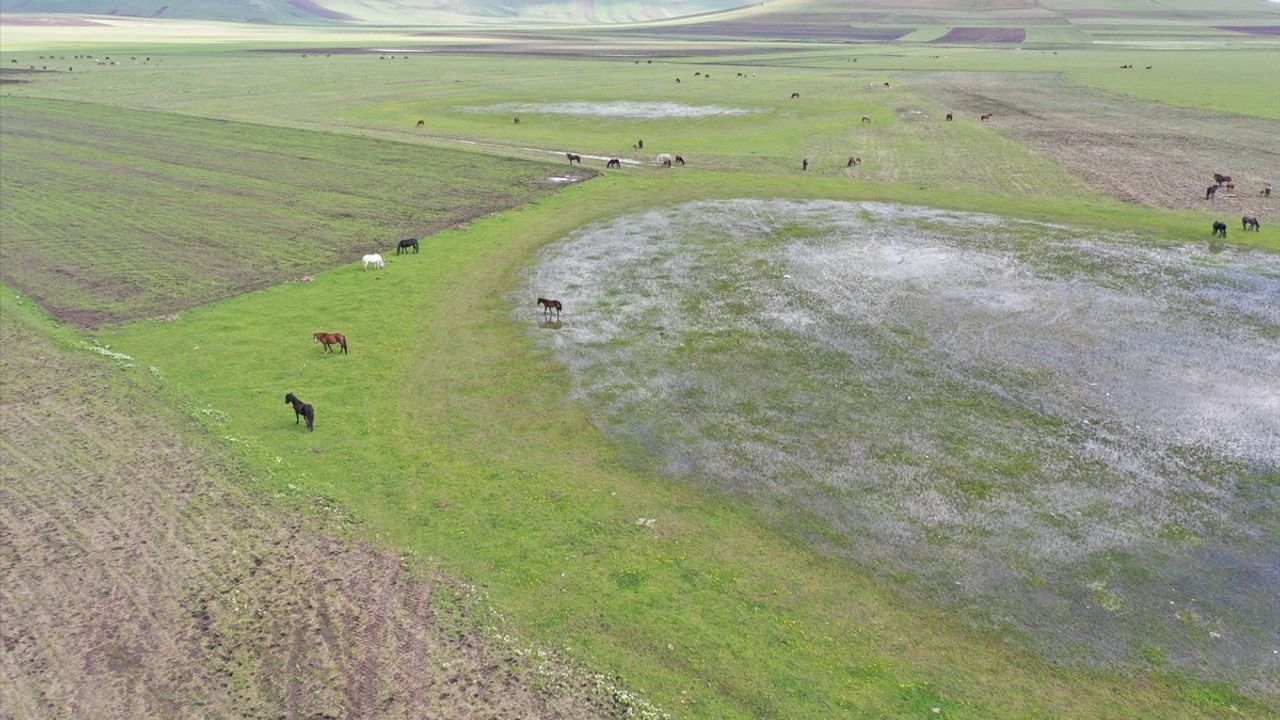 Kars'ın Doğasında Yılkı Atlarının Gösterişli Görüntüleri