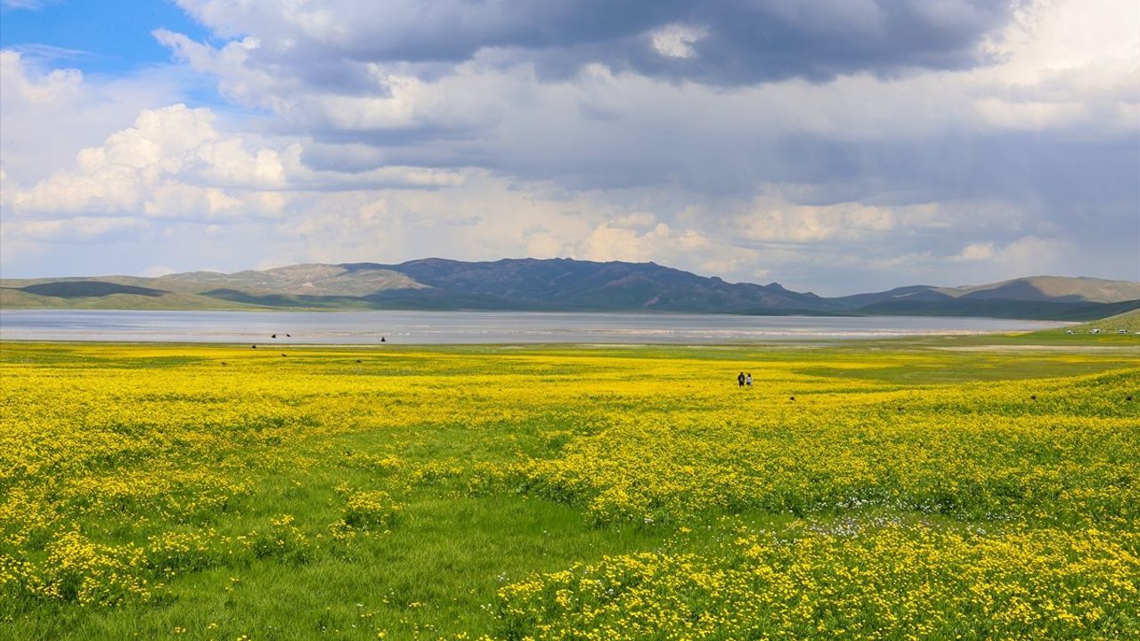 Keşiş Gölü'nde Sarı Çiçekler ve Doğanın Keyfi