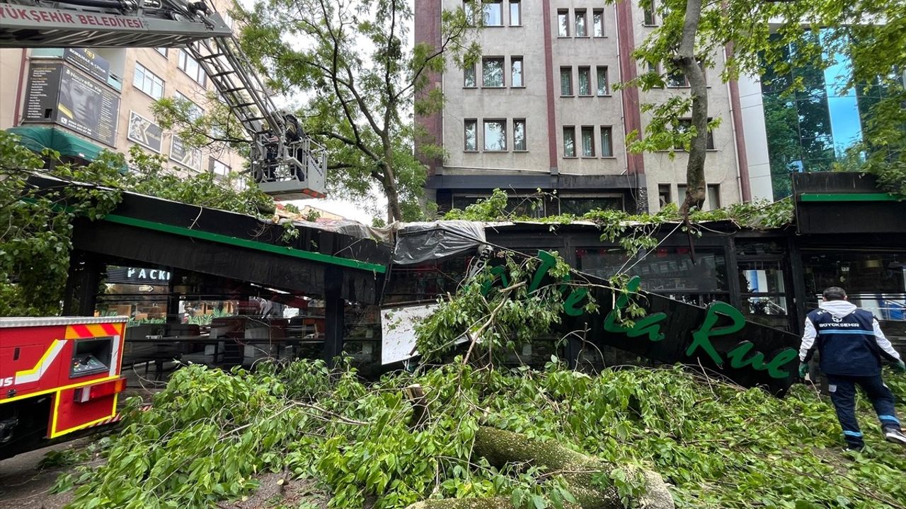 Kocaeli'de Rüzgarın Şiddeti Ağaç Devrilmesine Yol Açtı