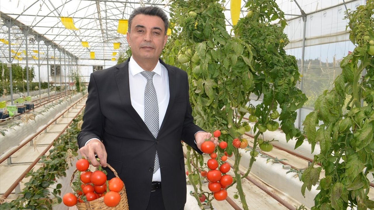 Kocaeli'de Volkanik Cürufla Yetiştirilen Domateslerin Hasadı Başladı