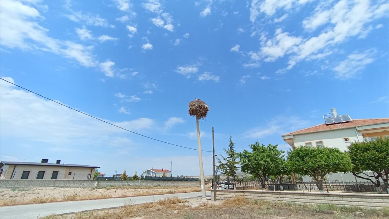 Leylekler İçin Elektrik Direği Değiştirildi