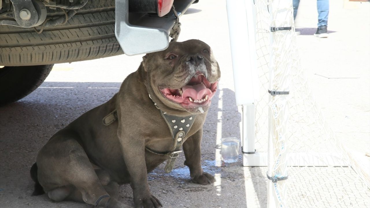 Malatya'da Pitbull Saldırısı: Bir Kadın Yaralandı