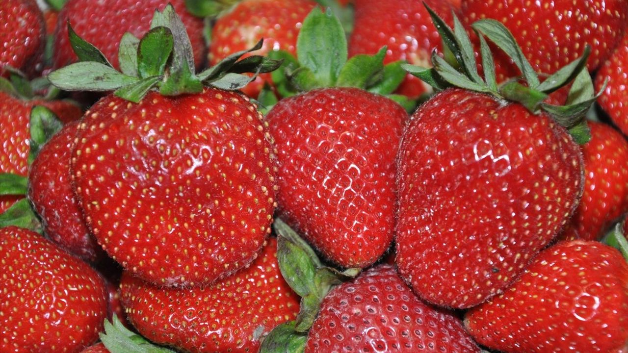Mersin'de Silifke Çileği Hasadı Devam Ediyor
