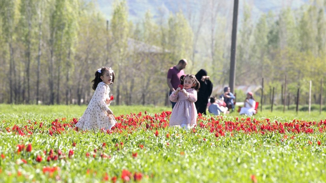 Muş Ovası'nda 'Muş 1071' Laleleri Açtı