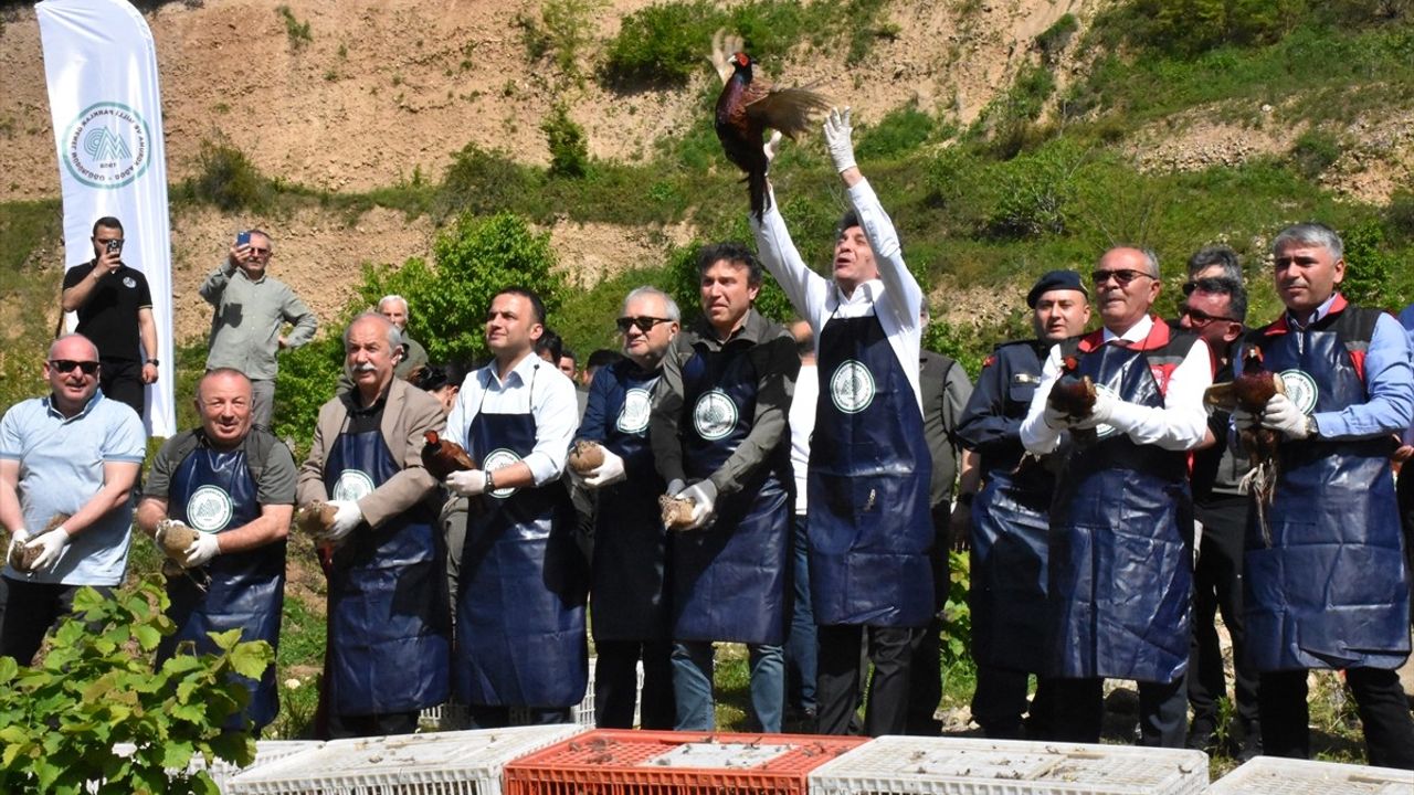 Ordu'da Doğaya 800 Sülün Bırakıldı