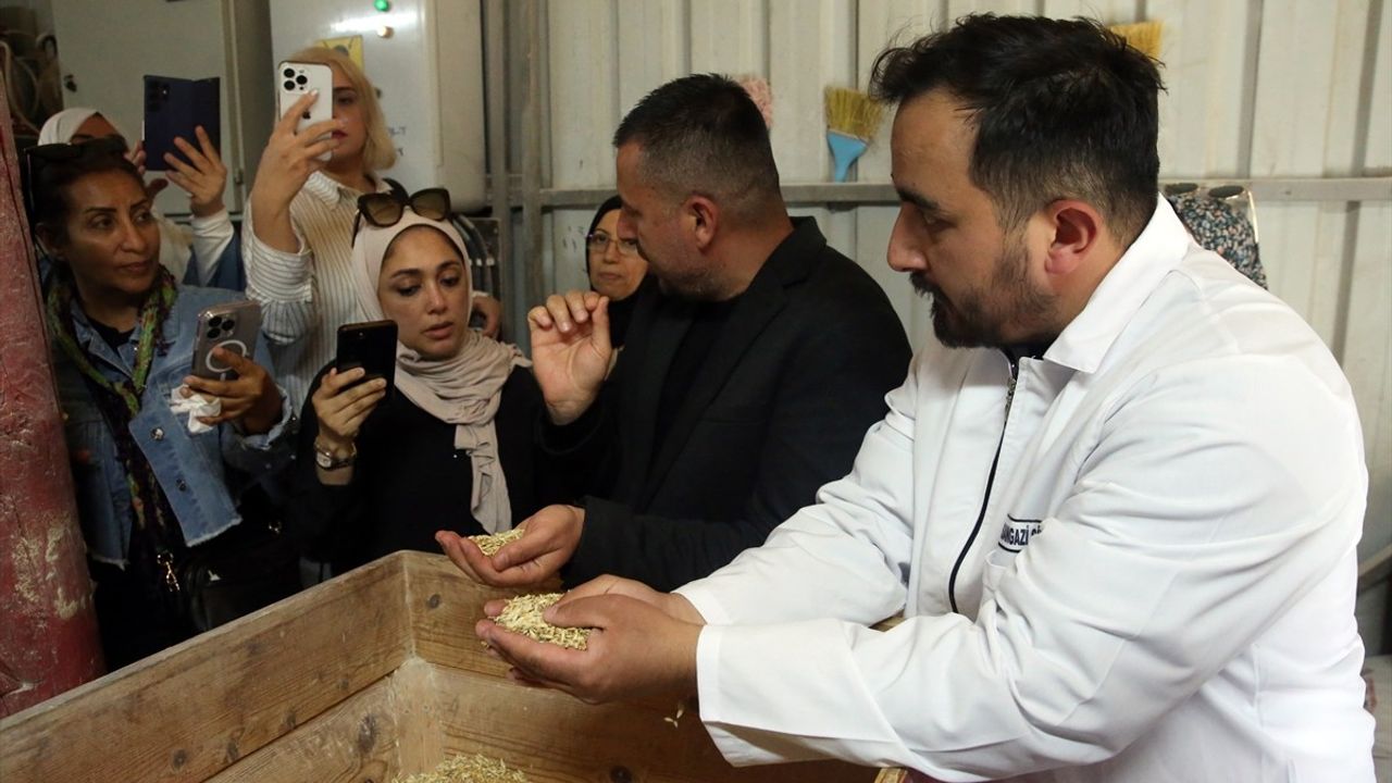 Orta Doğu Akademisyenleri Kastamonu'da Siyez Buğdayını İnceledi