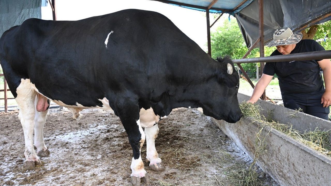 Osmaniye'de 1,2 Tonluk Kurbanlık Boğa Satışta