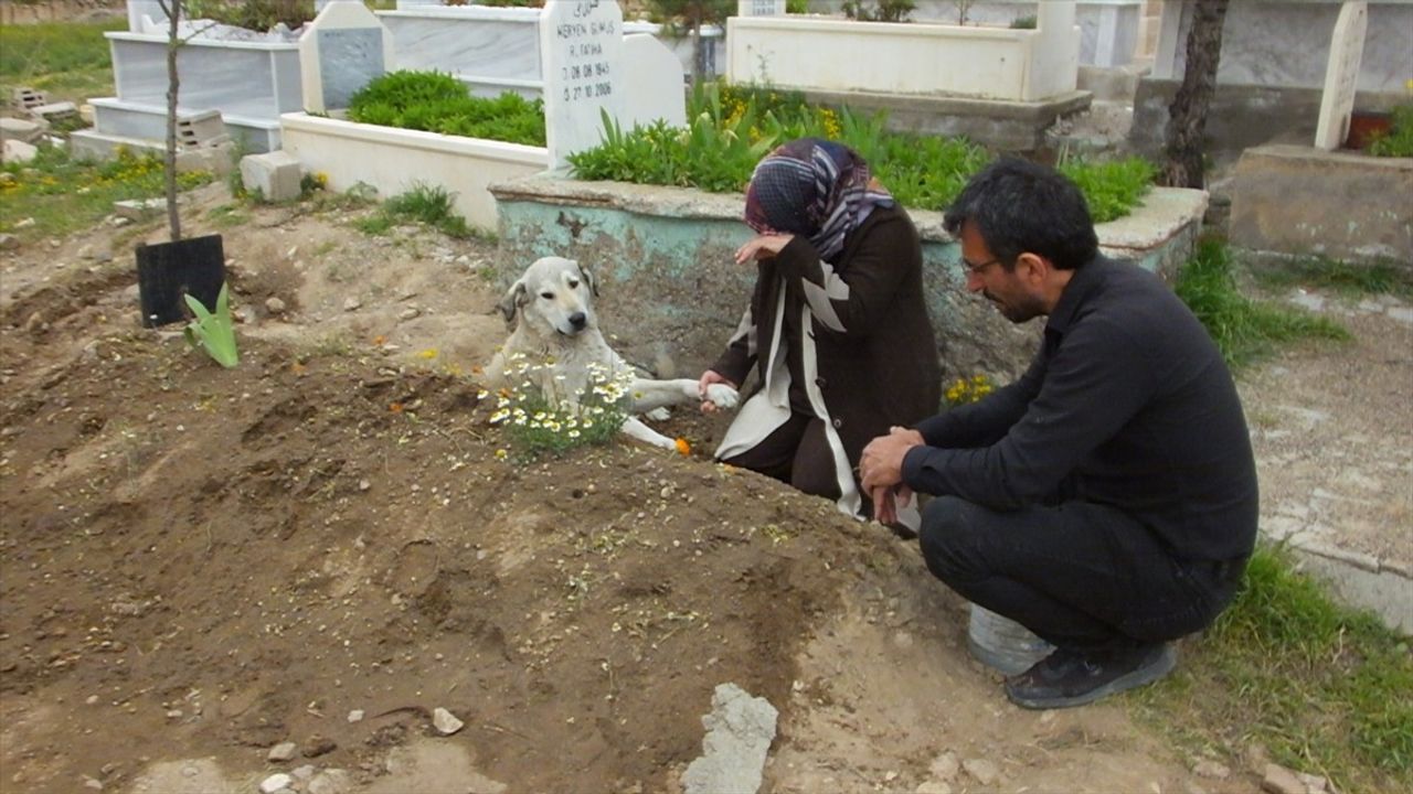 Sadık Dost Garip, Kayıp Sahibinin Mezarı Başında Bekliyor