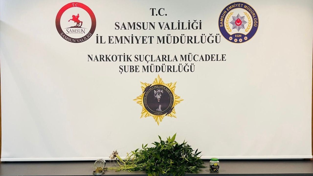 Samsun'da Evde Kenevir Yetiştiren İki Şüpheli Gözaltına Alındı