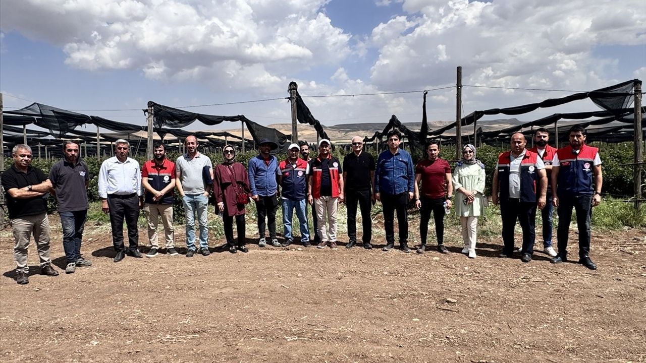 Siirt'te 34 Milyon Lira ile Böğürtlen Üretimi Desteklenecek