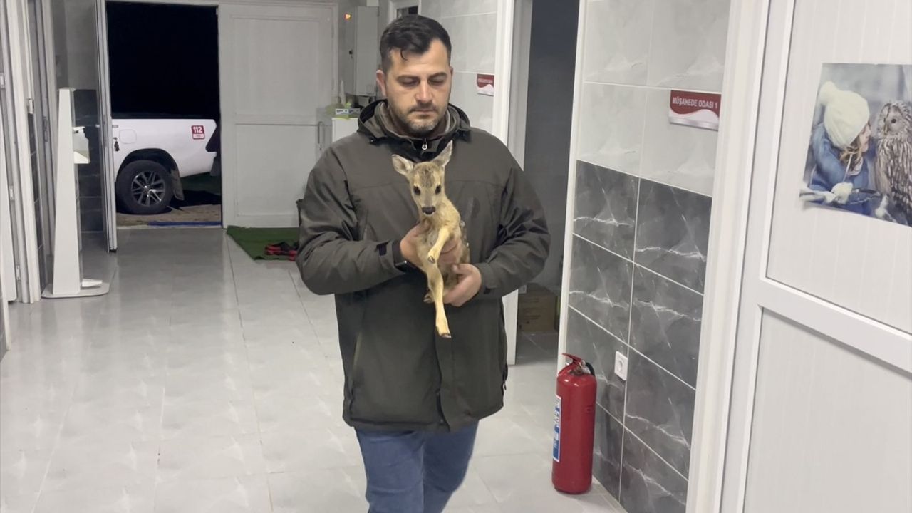 Sinop'ta Yalnız Başına Kalan Yavru Karaca Koruma Altında