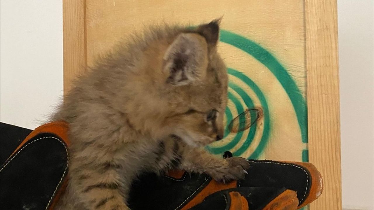 Şırnak'ta Bitkin Bulunan Saz Kedisi Yavrusu Tedavi Altına Alındı