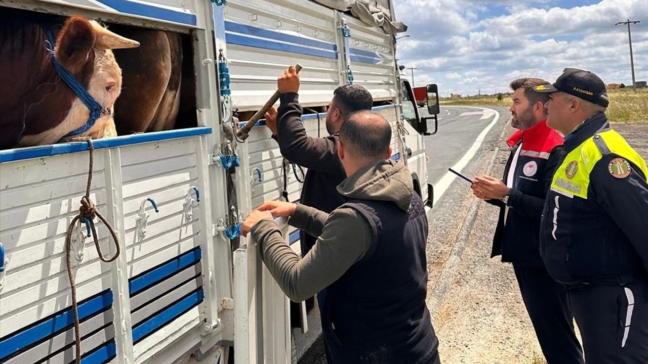 Tekirdağ'da Kaçak Büyükbaş Hayvan Getiren Besiciye 105 Bin Lira Ceza