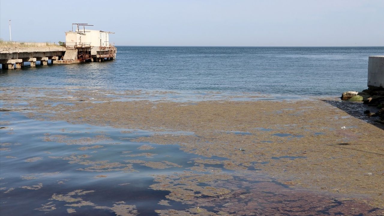 Tekirdağ Kıyılarında Alg Patlaması Oluştu