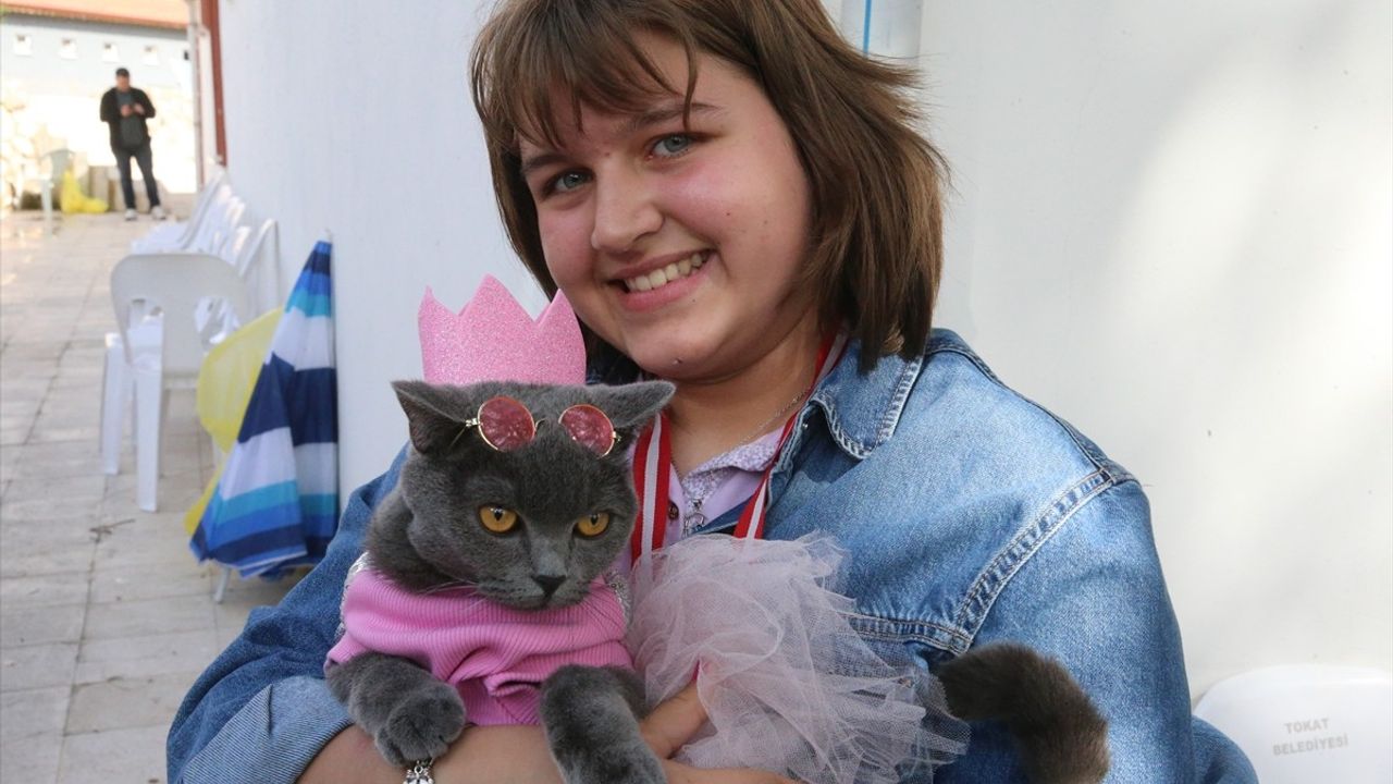 Tokat'ta Düzenlenen Kedi Güzellik Yarışması