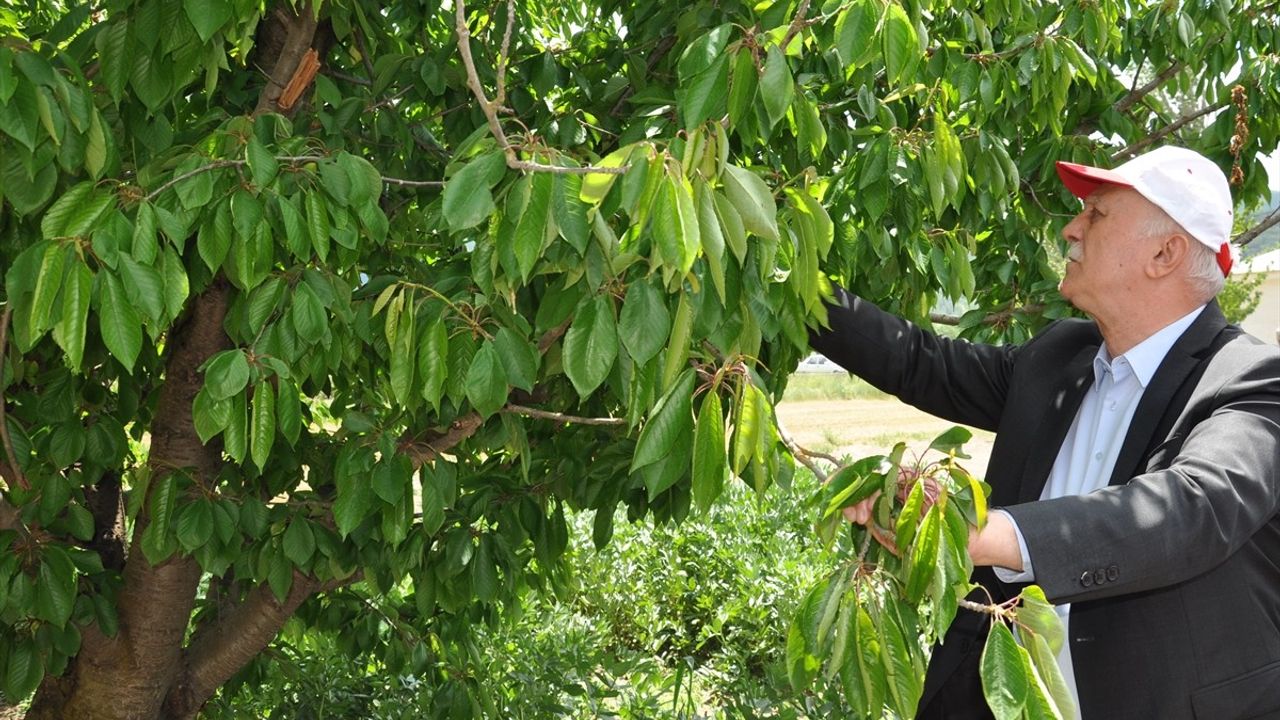TZOB Genel Başkanı Bayraktar Kütahya'da Kiraz Bahçelerini İnceledi
