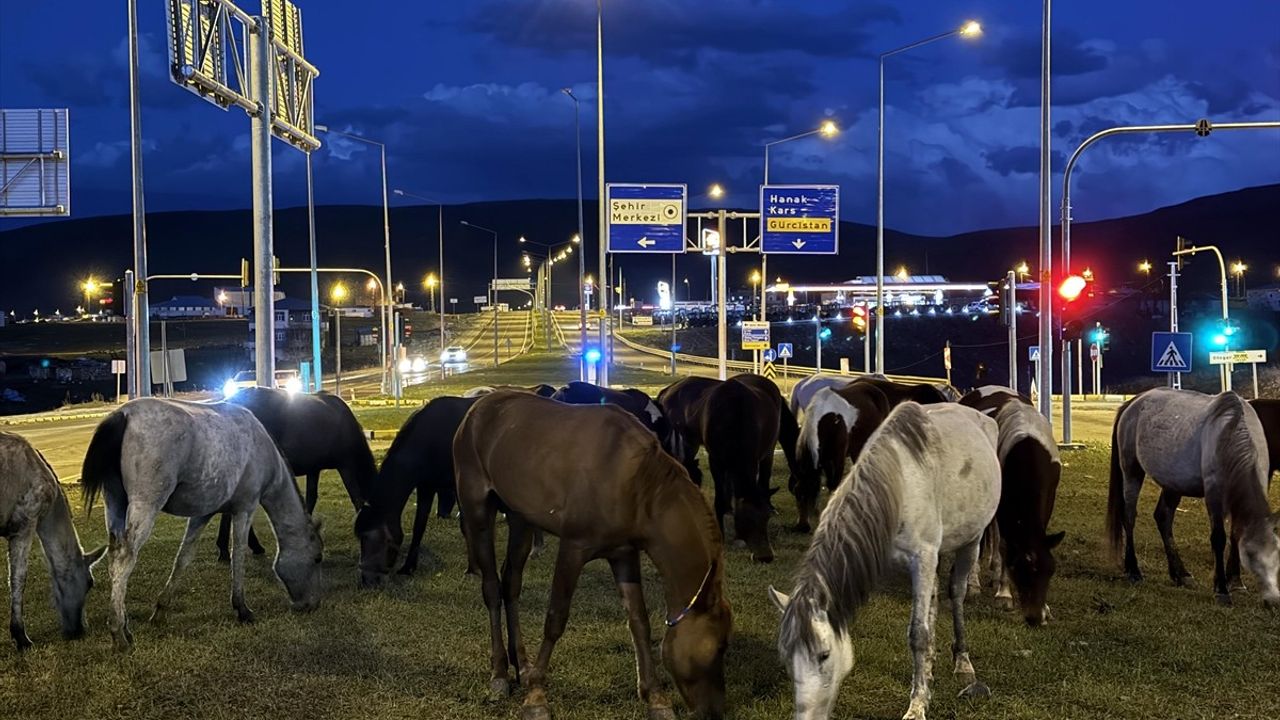 Yılkı Atları Ardahan'da Kara Yoluna İndi