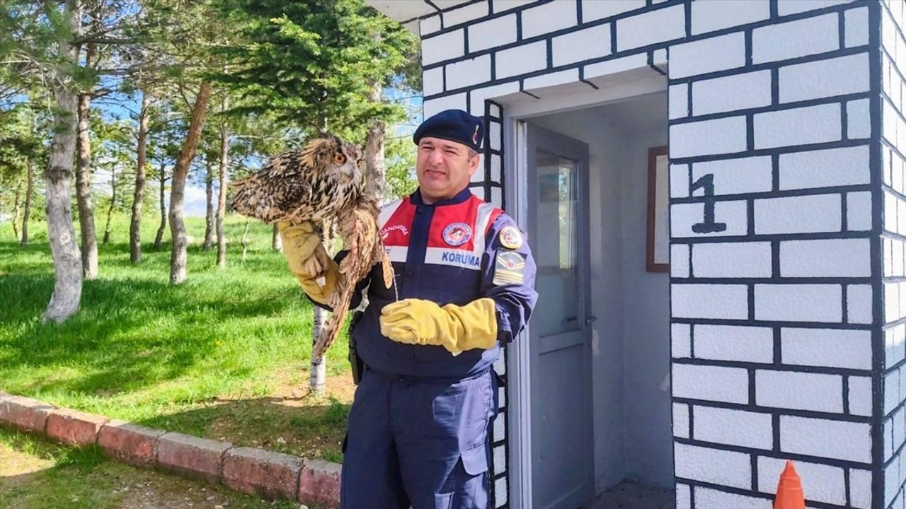 Yozgat'ta Yaralı Puhu Tedavi Edildi