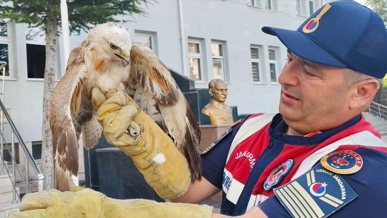 Yozgat'ta Yaralı Şahin Kurtarıldı