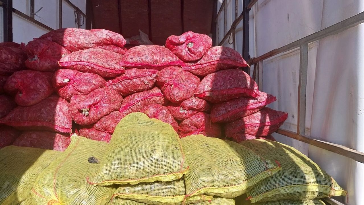 Anadolu Otoyolu'nda Kaçak Midye Operasyonu