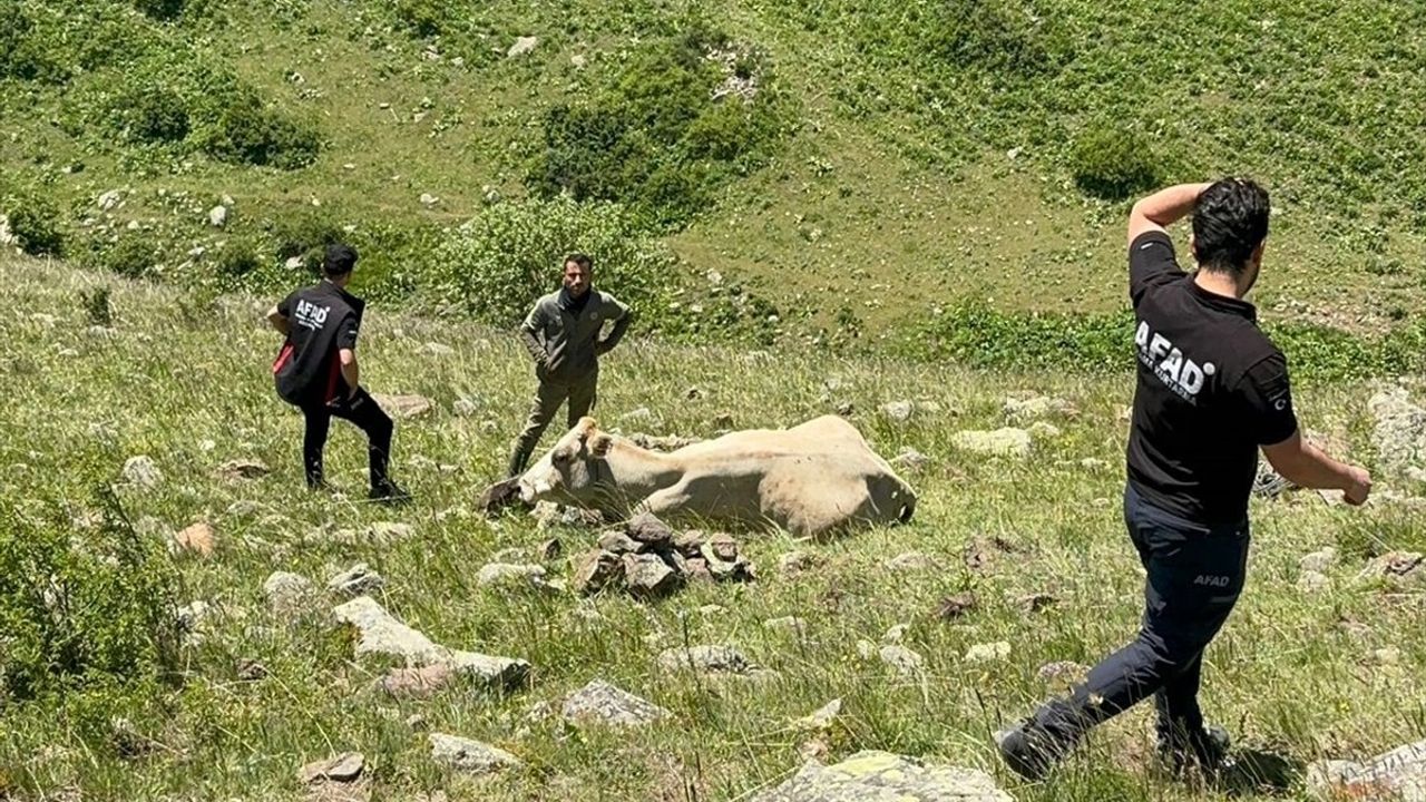 Ardahan'da Kayalıklardan Düşen Hayvan Kurtarıldı