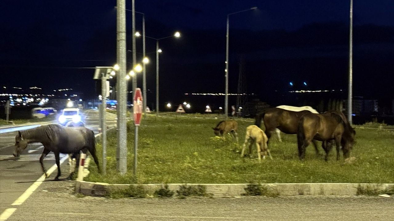 Ardahan'da Yılkı Atları Ulaşımı Olumsuz Etkiledi