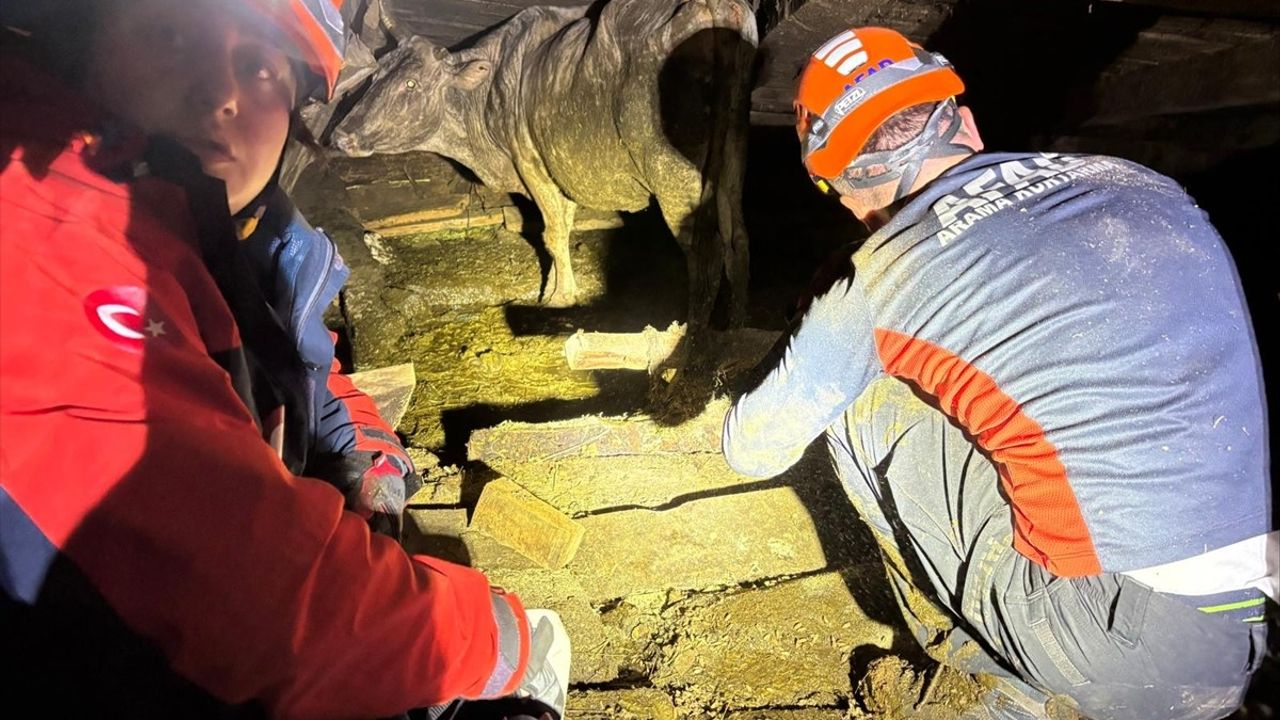 Artvin'de Çöken Ahırda 33 Büyükbaş Hayvan Kurtarıldı