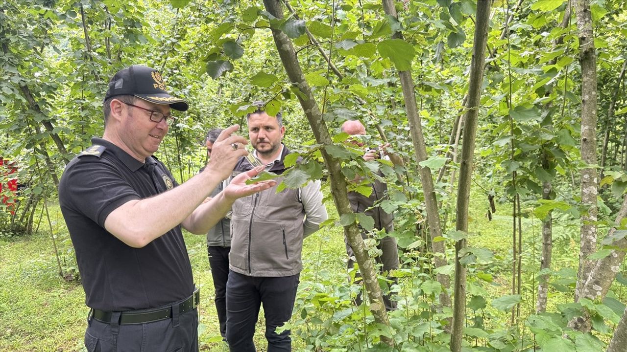 Artvin'de Samuray Arıları Doğada