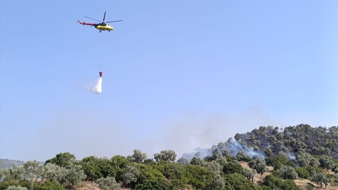 Aydın'da Zeytinlikte Yangın Kontrol Altına Alındı