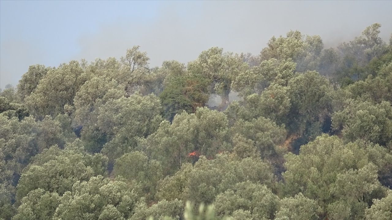 Balıkesir'de Zeytinlik Alanındaki Yangın Kontrol Altına Alındı