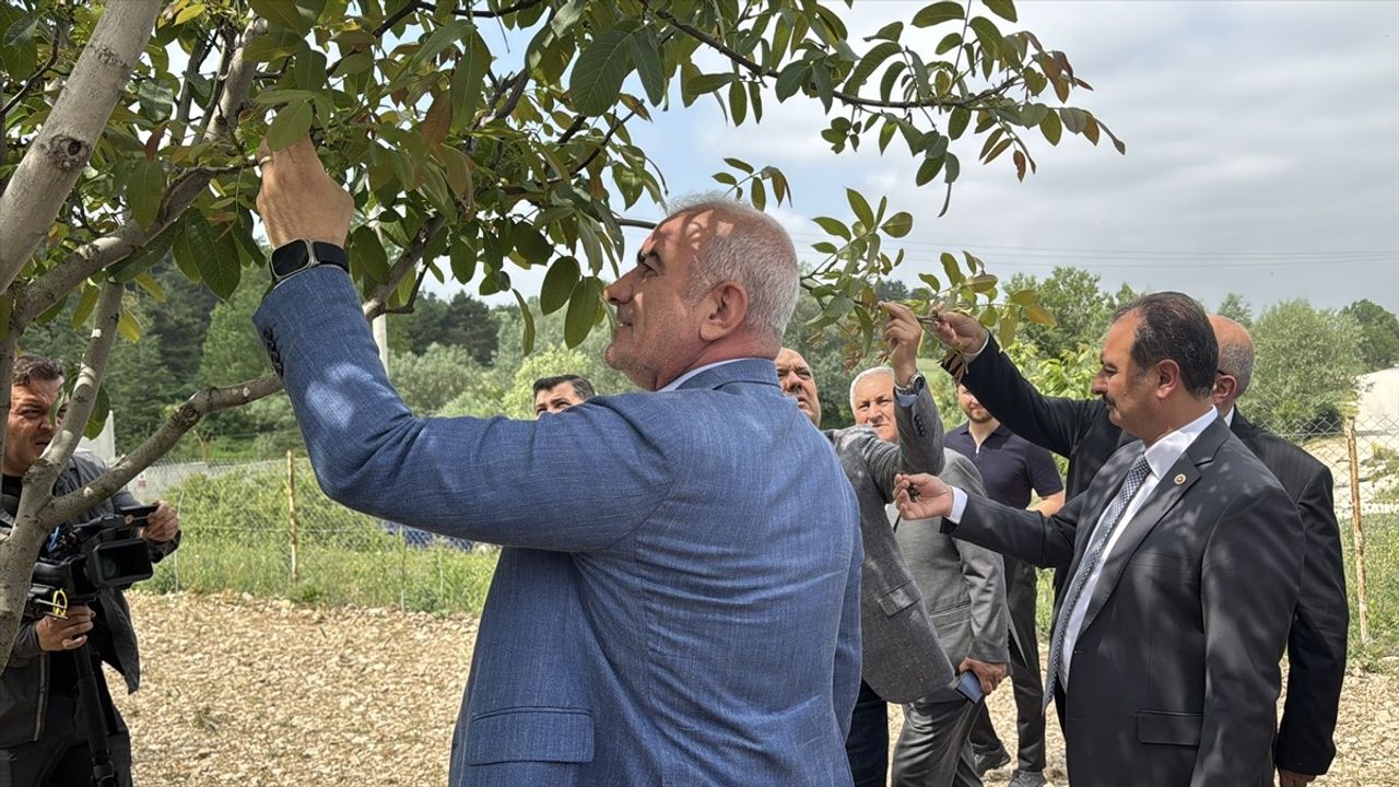 Bolu'da Zirai Don Olayı İncelemesi