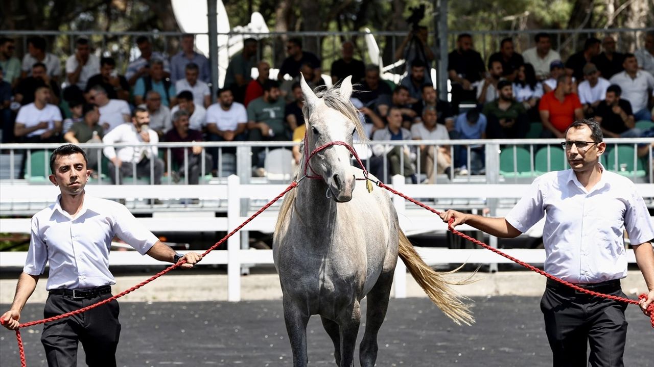 Bursa'da 55 Safkan Arap Tayının Satışı: 31 Milyon Lira Gelir
