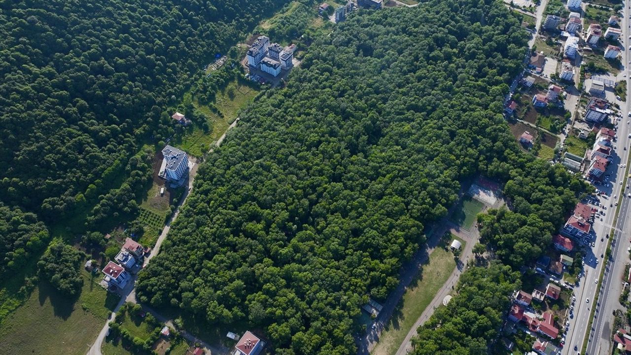 Çakırlar Korusu: Samsun'un Doğa Cenneti