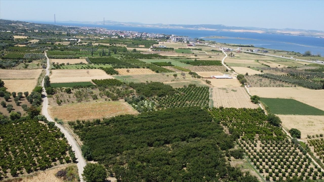 Çanakkale Lapseki'nin Kiraz İhracatı Yükseliyor