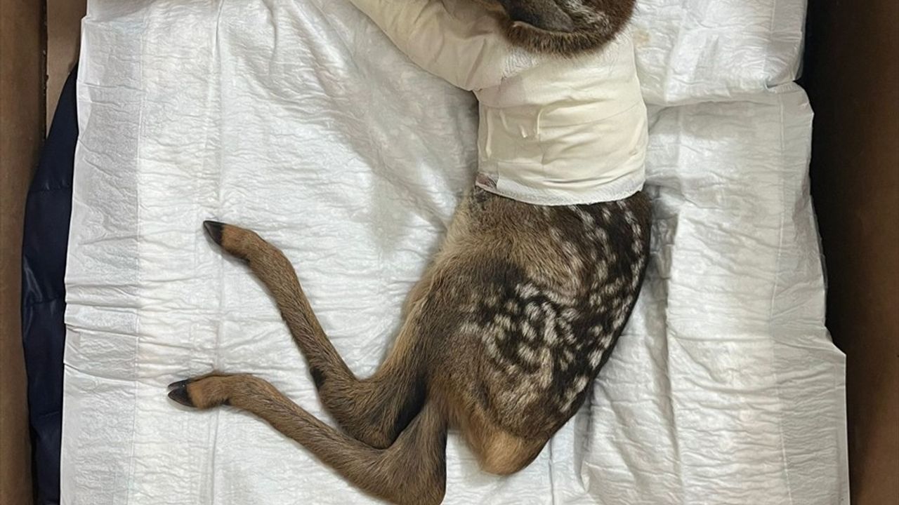 Çankırı'da Yaralı Karaca Yavrusu Koruma Altına Alındı
