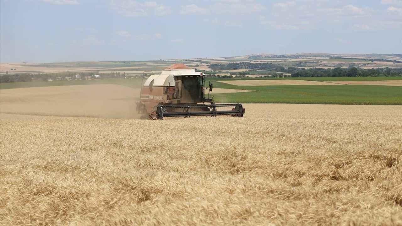 Edirne'de Buğday Hasat Sezonu Başladı