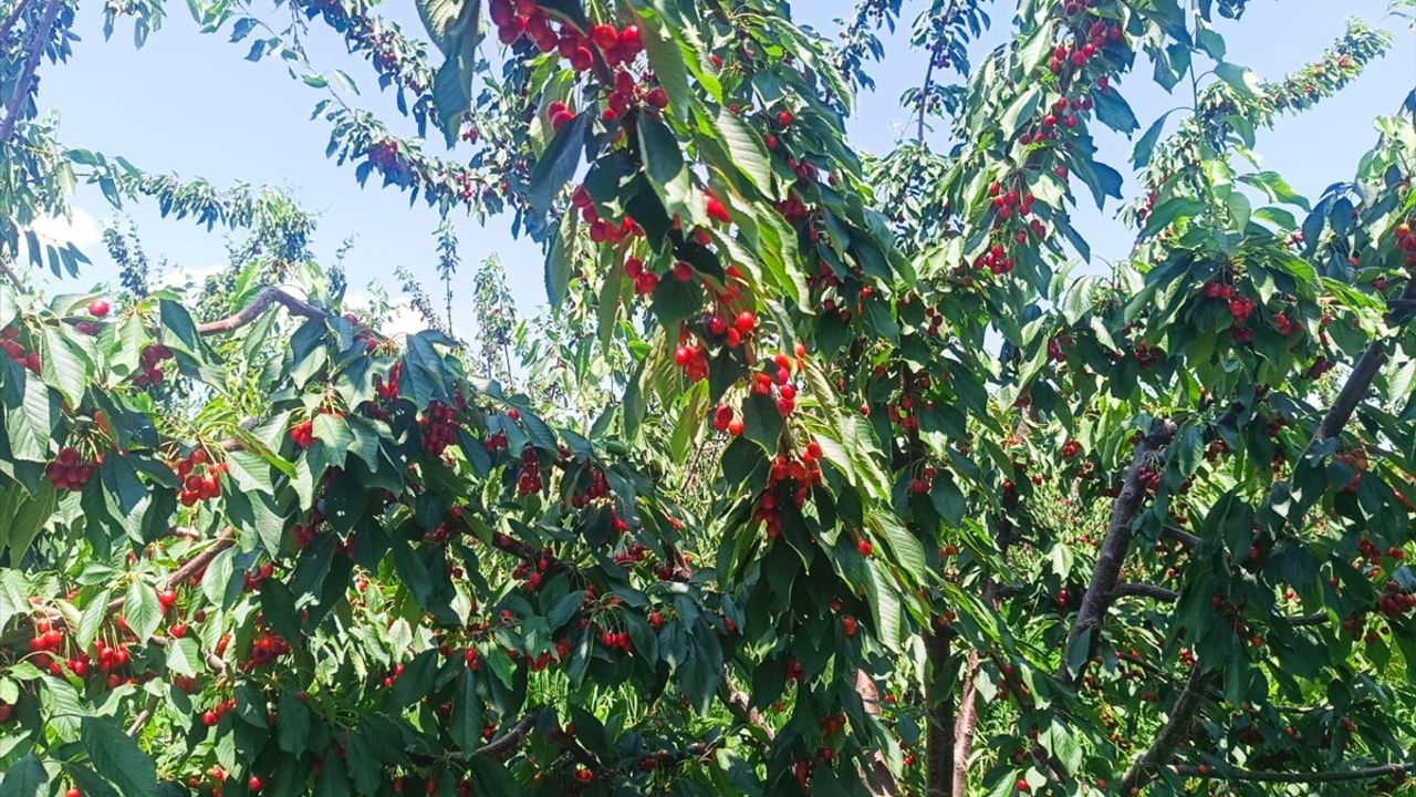 Edirne'de Çeribaşı Kirazı Hasadı Başladı