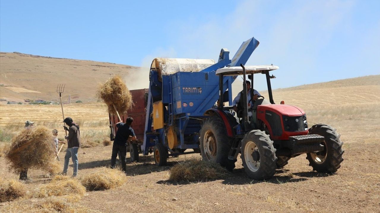Elazığ'da Kırmızı Mercimek Hasadı Başladı