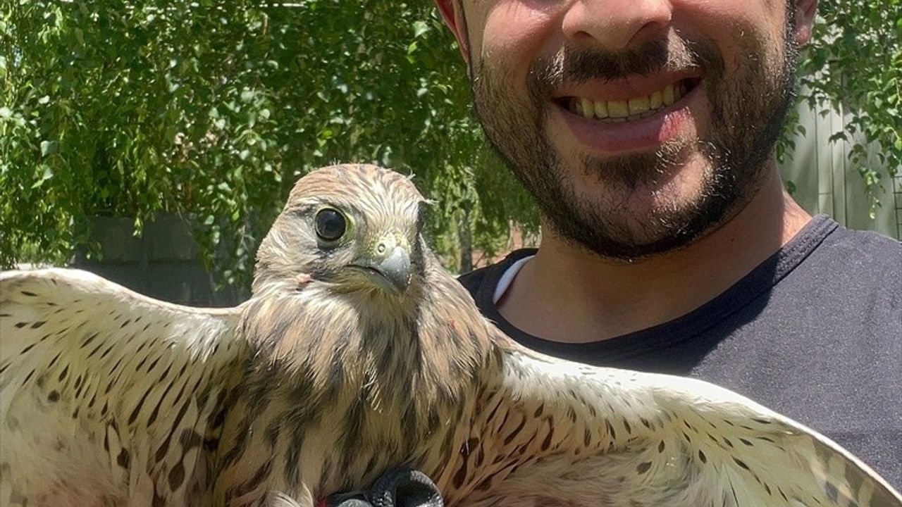 Erzurum'daki Bitkin Kerkenez Yeniden Doğaya Kavuştu