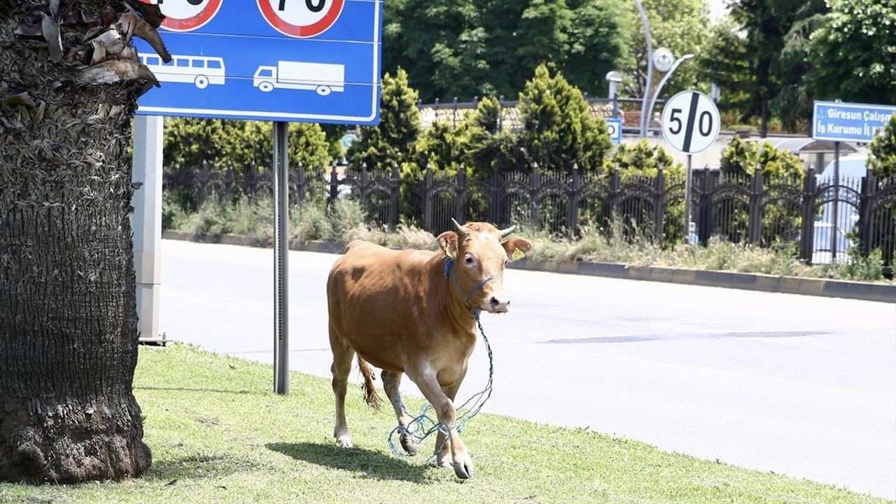 Giresun'da Kaçan Kurbanlık Balıkçı Kulübesinde Yakalandı